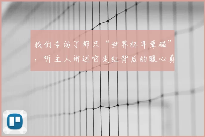 我们专访了那只“世界杯耳聋猫”，听主人讲述它走红背后的暖心真相