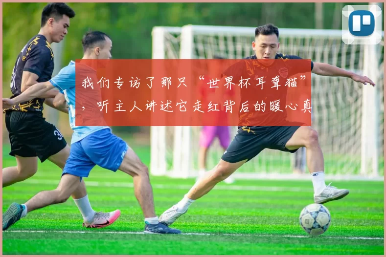 我们专访了那只“世界杯耳聋猫”，听主人讲述它走红背后的暖心真相